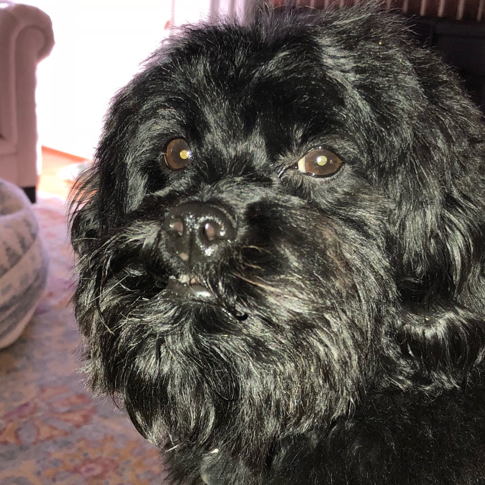 Meet your Posher, Greta